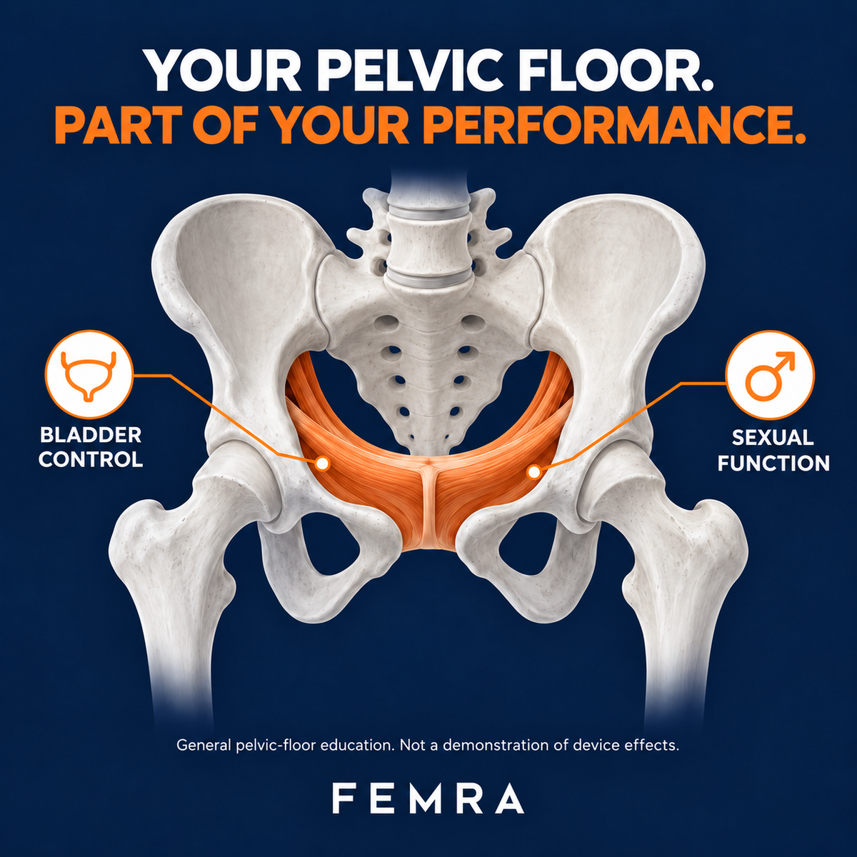 General education about the male pelvic floor location